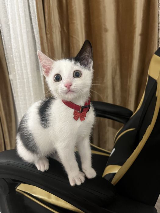 Котенок изет любящую семью