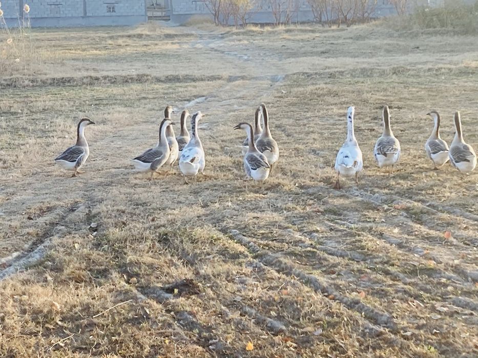 Гозлар сотилади , гузы продаются соглом
