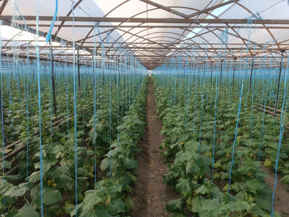 Issiqxona ijaraga beripadi kimga kerak bolsa kelishtirib beramiz