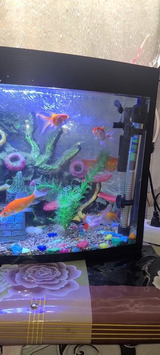 Akvarium baliqlari bilan sotiladi