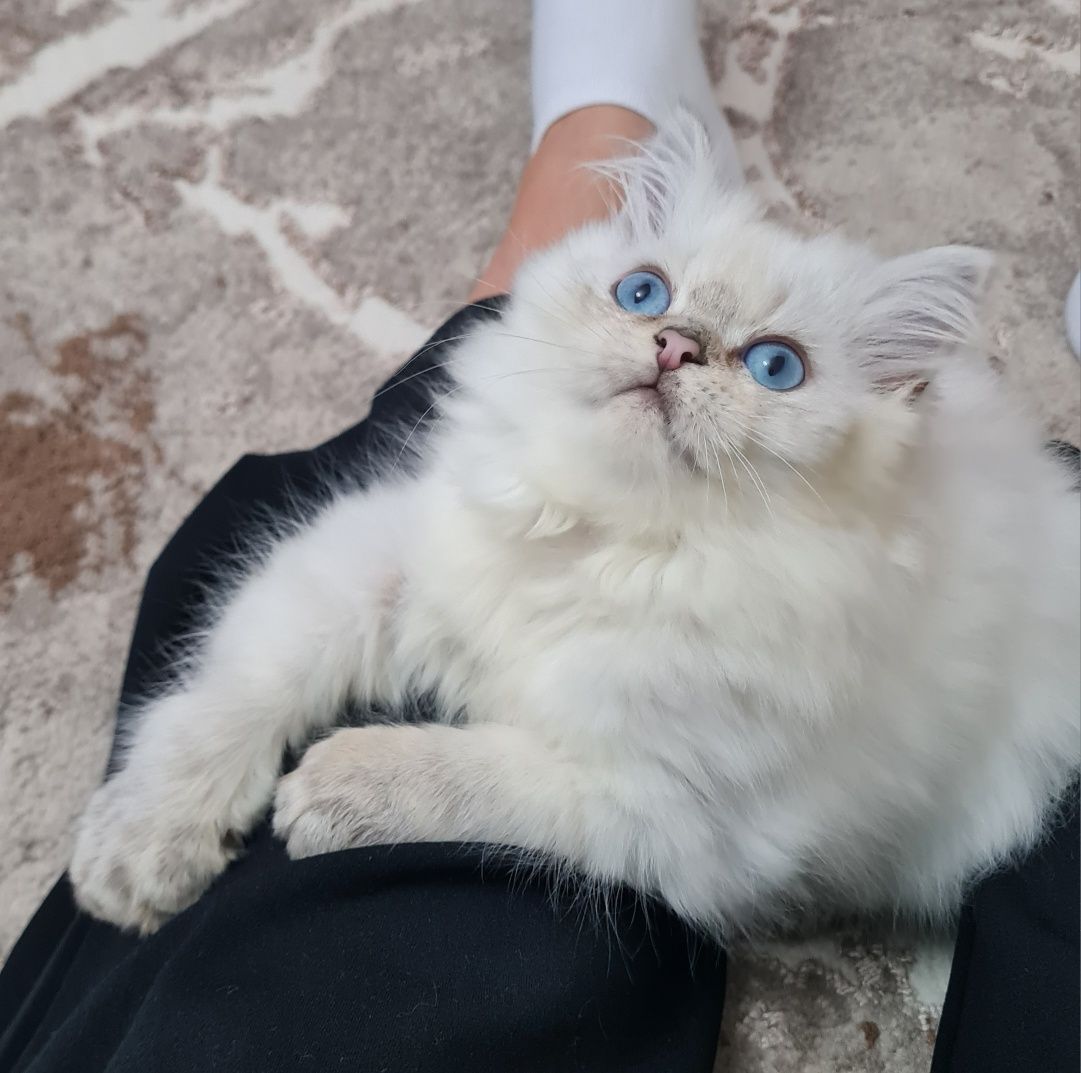 Motănel British Shorthair