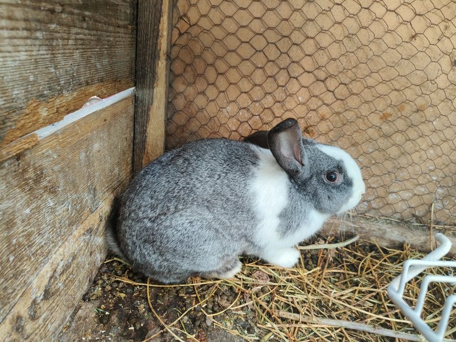 Vând iepuri tarcați