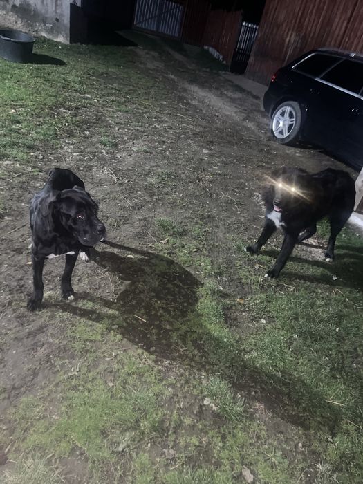 Dau spre adopție caine