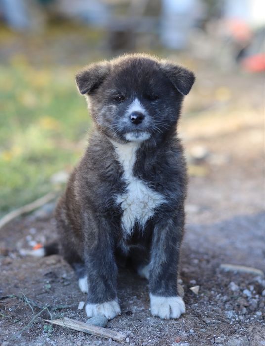 Puiut Akita Inu brindle mascul