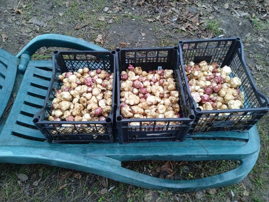 Topinambur mixt alb & violet (anghinare de Ierusalim)