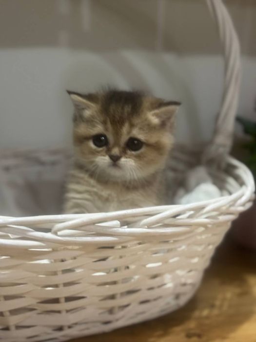 Скотиш страйт золотая шиншила девочка