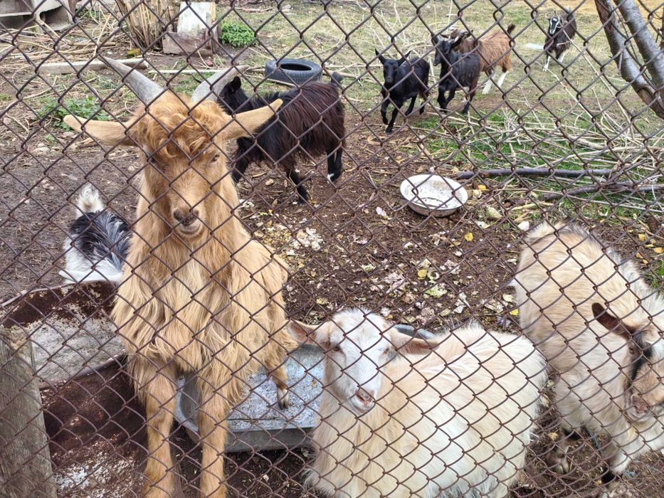 Млади козички, мъжки и женски