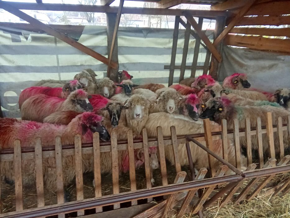 Vând 21 de oi țurcane