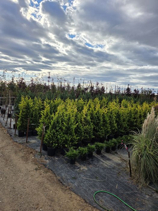 Brazi Arginti Verzi de la 2 la 5 m