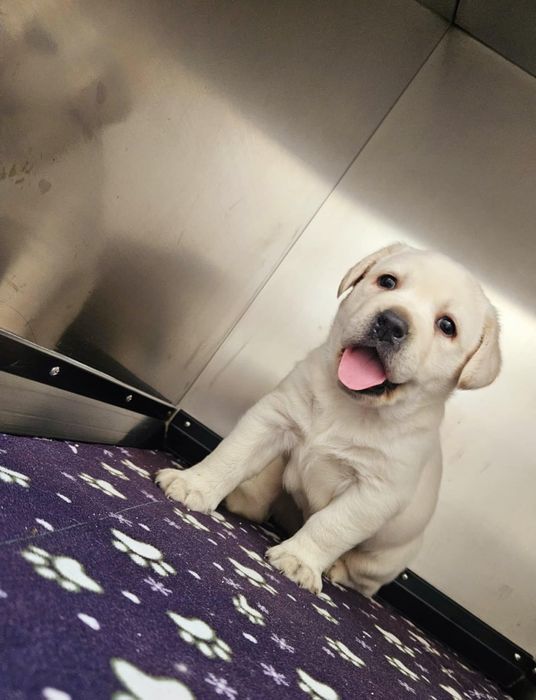 Labrador retriver pedigree