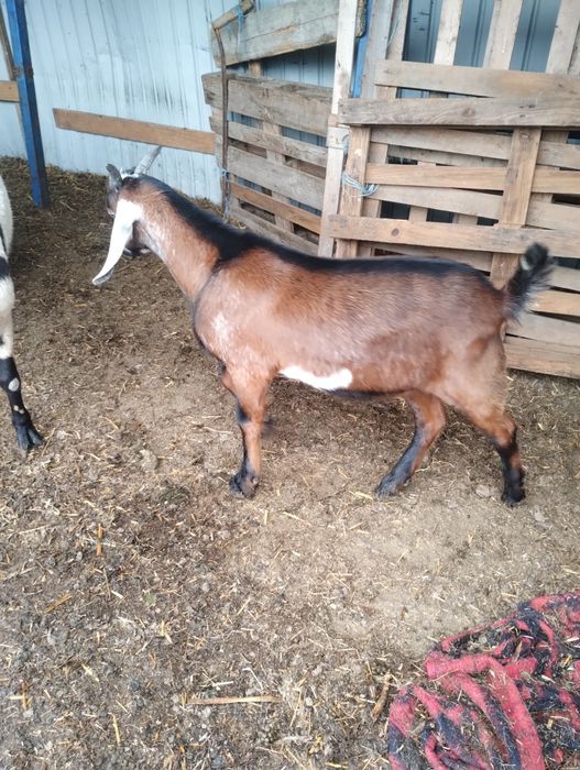 Capră cu țap de vînzare angonubilian