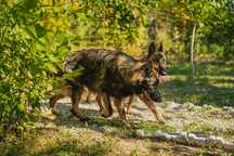 pensiune canina pentru vacanta