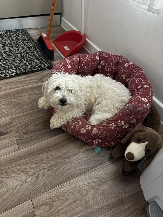 Donez bichon maltez