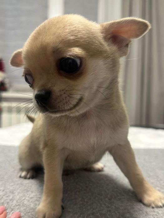 Прекрасно Мини Чихуахуа Момиченце