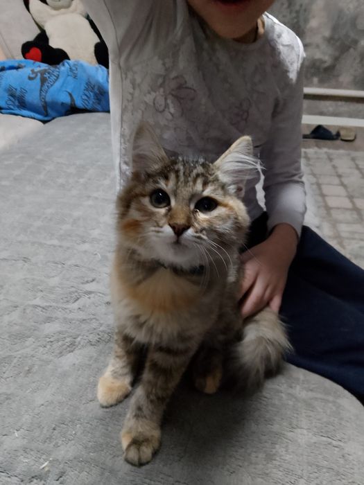 Отдам котят в хорошие добрые руки