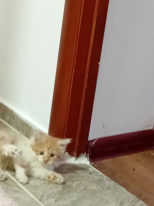 Котята, бесплатно