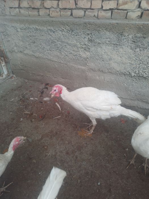 Индюк курка хурозлари