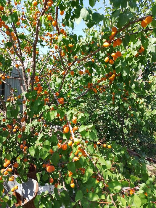 Продаётся дом в пдп2. Умыт