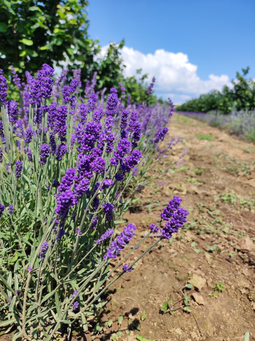 Lavanda la ghiveci