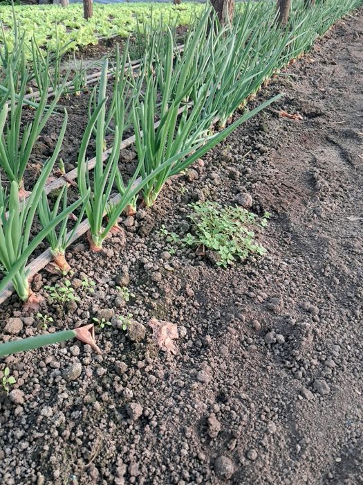 Ceapa verde De Vânzare