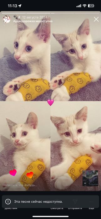 Отдамь кота в добрые руки срочноо!!!