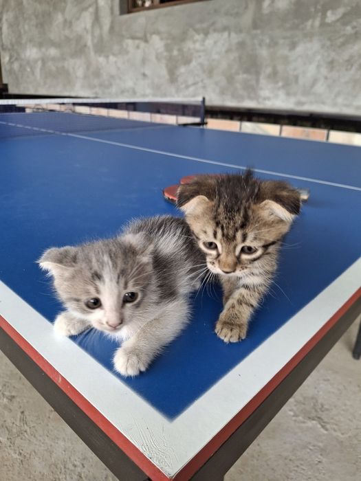 Shotlandskiy mushukchalar