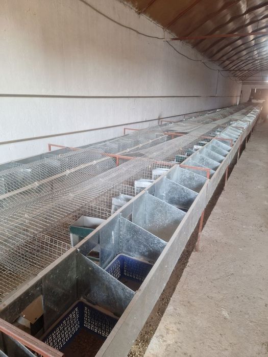 Quyon setka kormushka bolaxonasi bilan