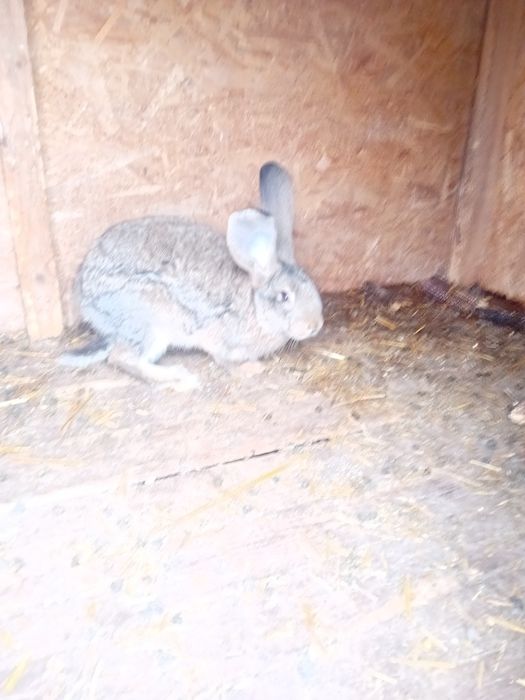 Vând/schimb femela Uriaș German