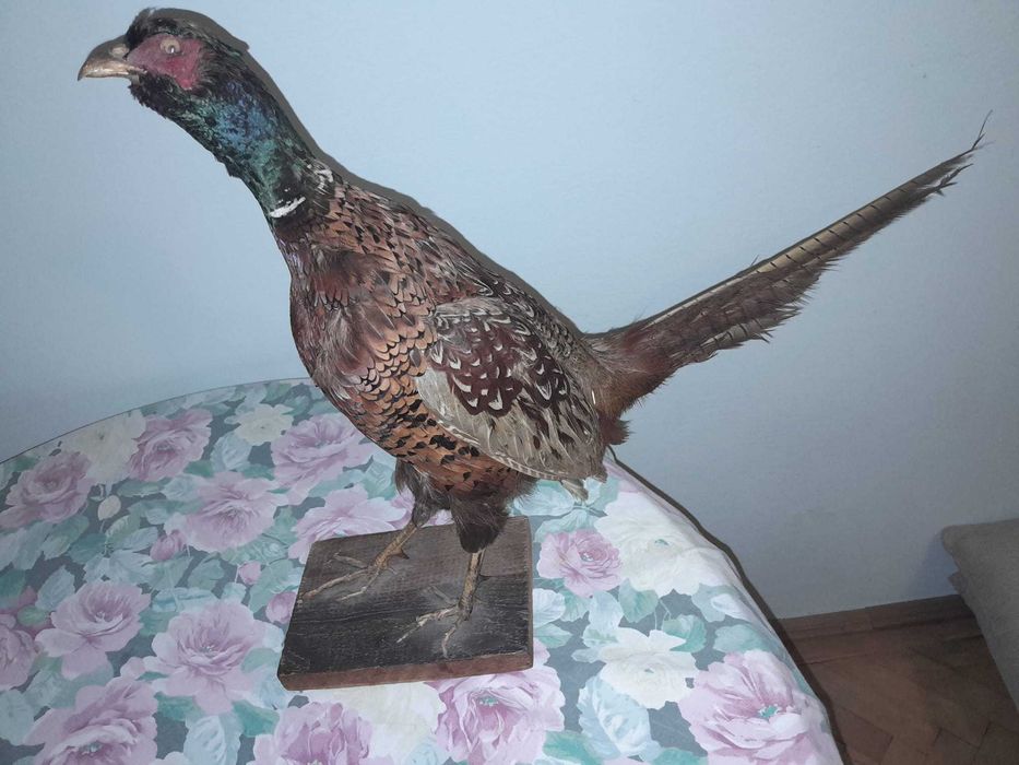 Vand o pereche de fazani impaiati