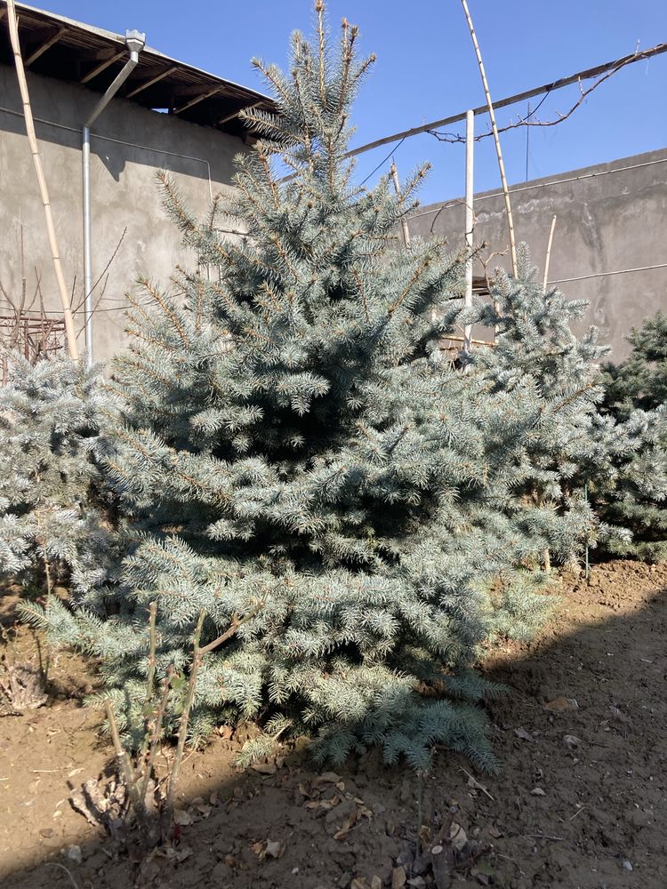 Продается голубая ель