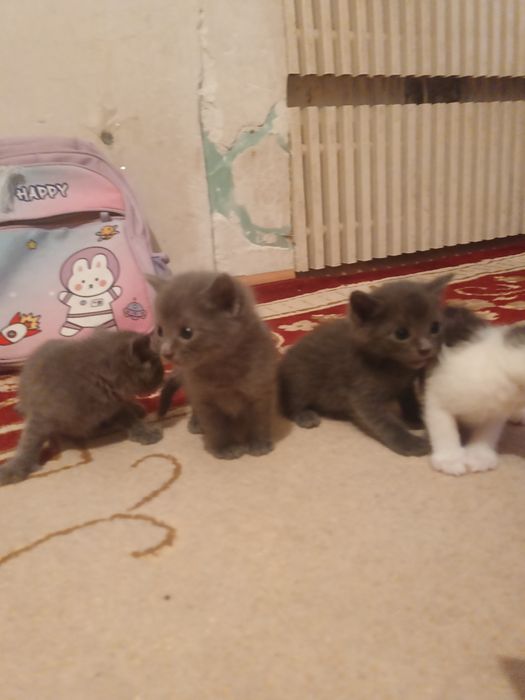 Сиамские котики.