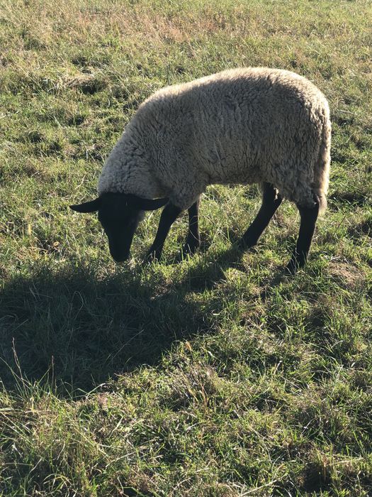 De vânzare doi berbeci suffolk tineri .