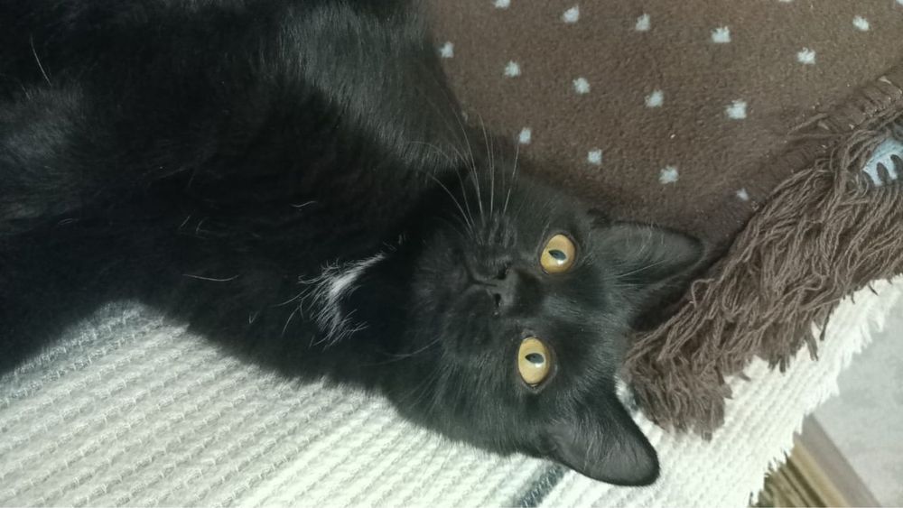 Отдам котенка в добрые руки