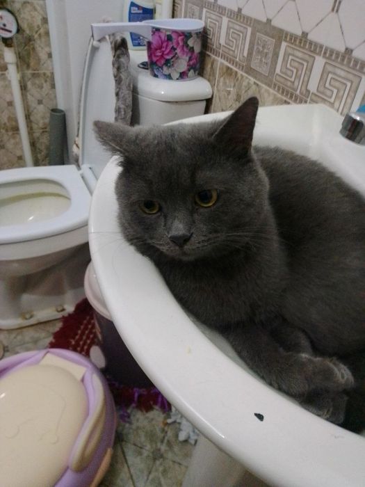 Mushuk  sotiladi Timosha