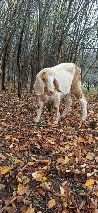женско яре, мъжко шиле, Неми патици(женски)