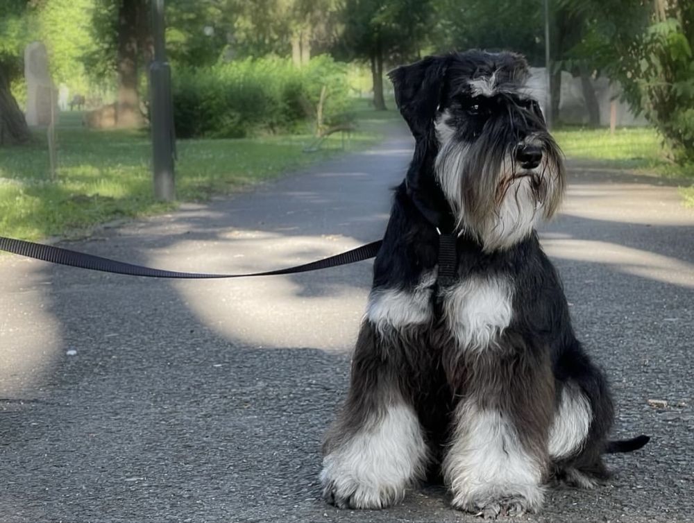 Schnauzer pitic cu pedigree
