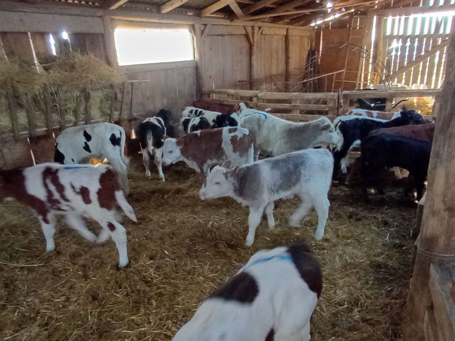 Vând viței sugari și semi înțărcați