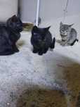 срочно отдам котят