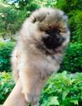 Pomeranian mascul