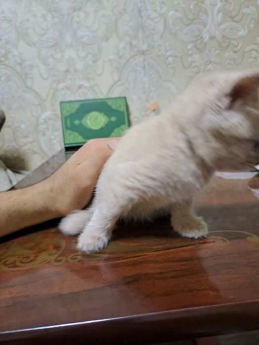mushuklar srochna sotiladi mmmmmmmmm