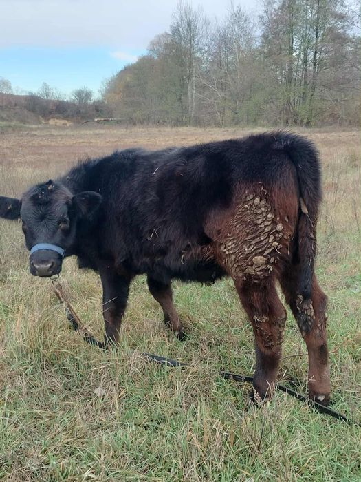 Vând vaca cu vițea