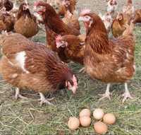 Яйца инкубационные Ломан Браун