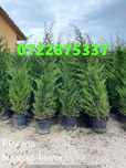Gard viu Leylandii – Verde intens, fără întreținere dificilă!