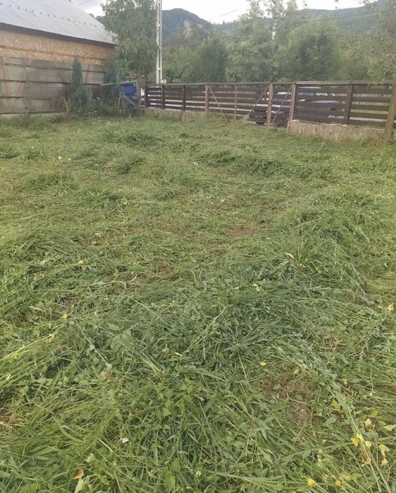 Tund tai defrisez gazon iarba arbusti su pomi