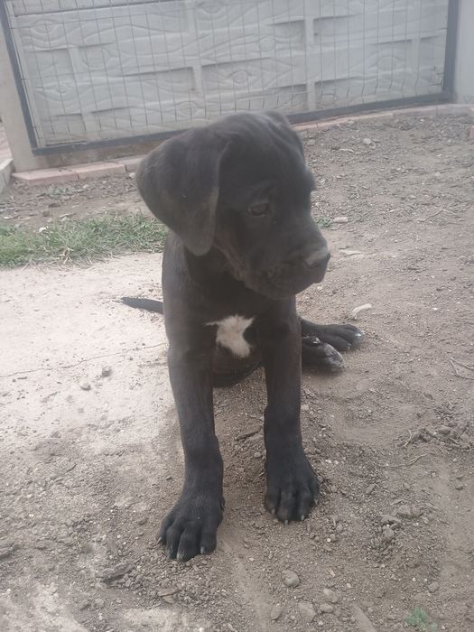 Femela Cane corso