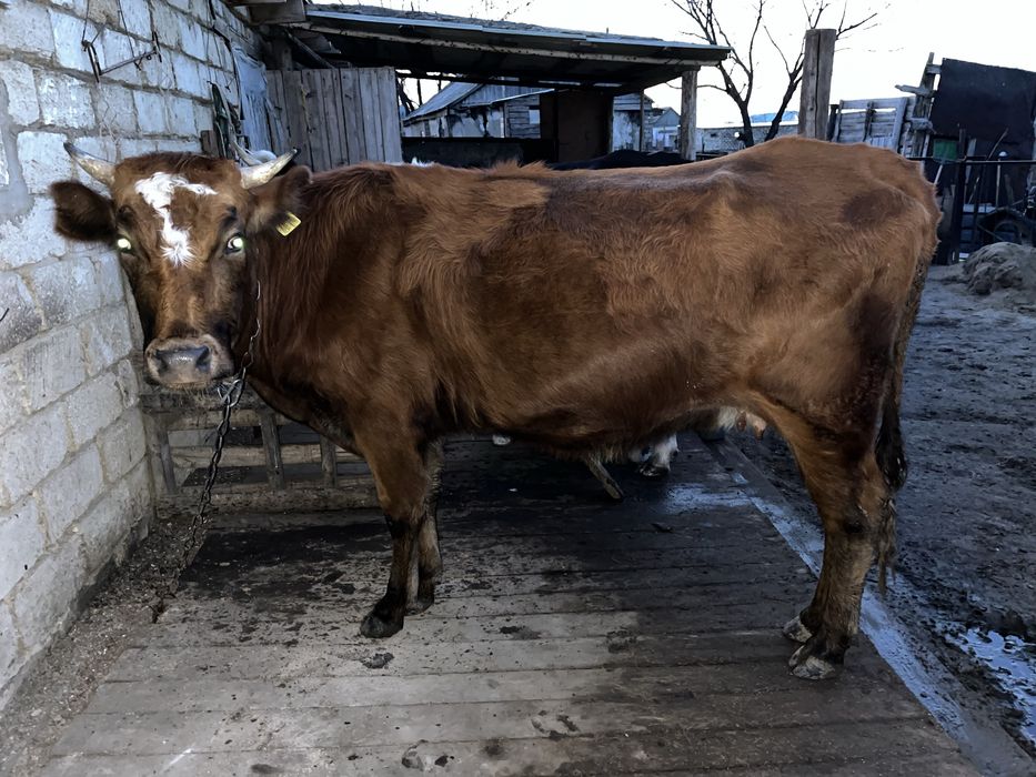 Сиыр мен қашар сатылады срочно