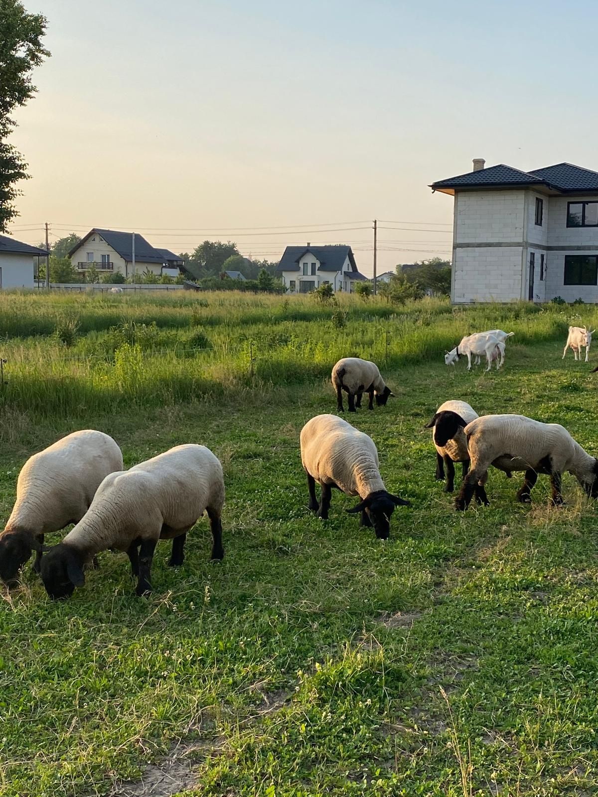 Oi suffolk de vanzare