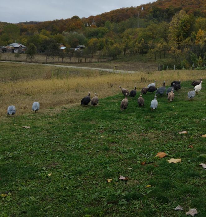 Vând masculi de bibilică
