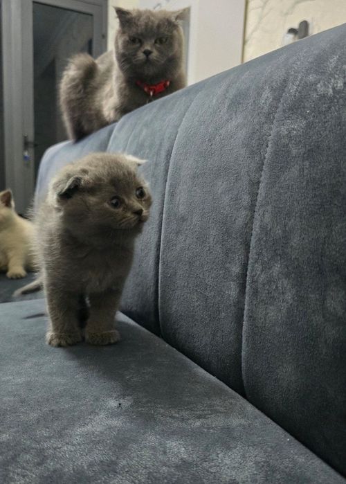 Продаются очаровательные шотландские котята