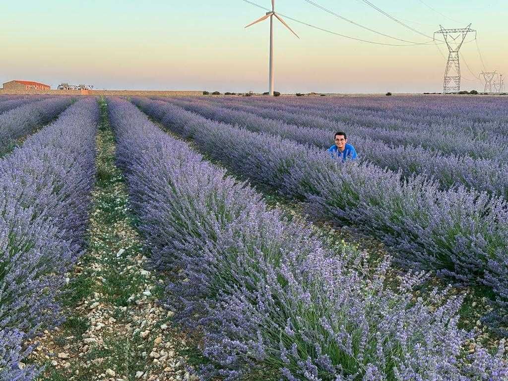 Butasi de lavanda  (lavandin super si grosso)